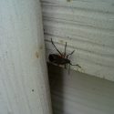 Boxelder Bugs