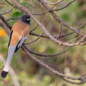 Rufous Treepie