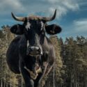 The Bull Pen