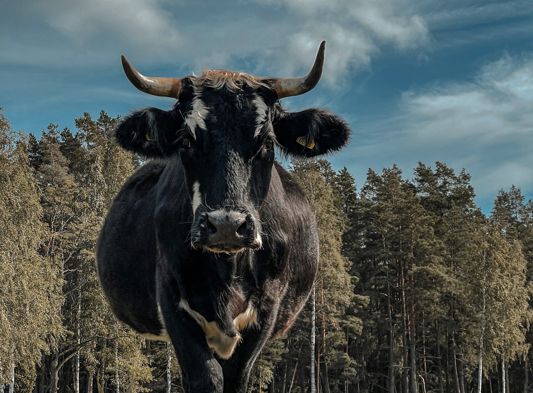 The Bull Pen