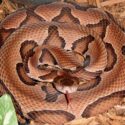 Copperhead Therapy