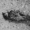 How to scoop a dead bird from the ground without falling apart