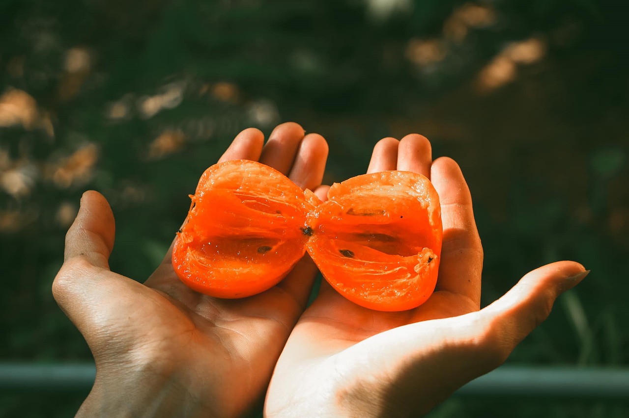 Reading Persimmon Seeds in Appalachia