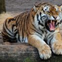 Dad Never Takes Us to a Tiger’s Game