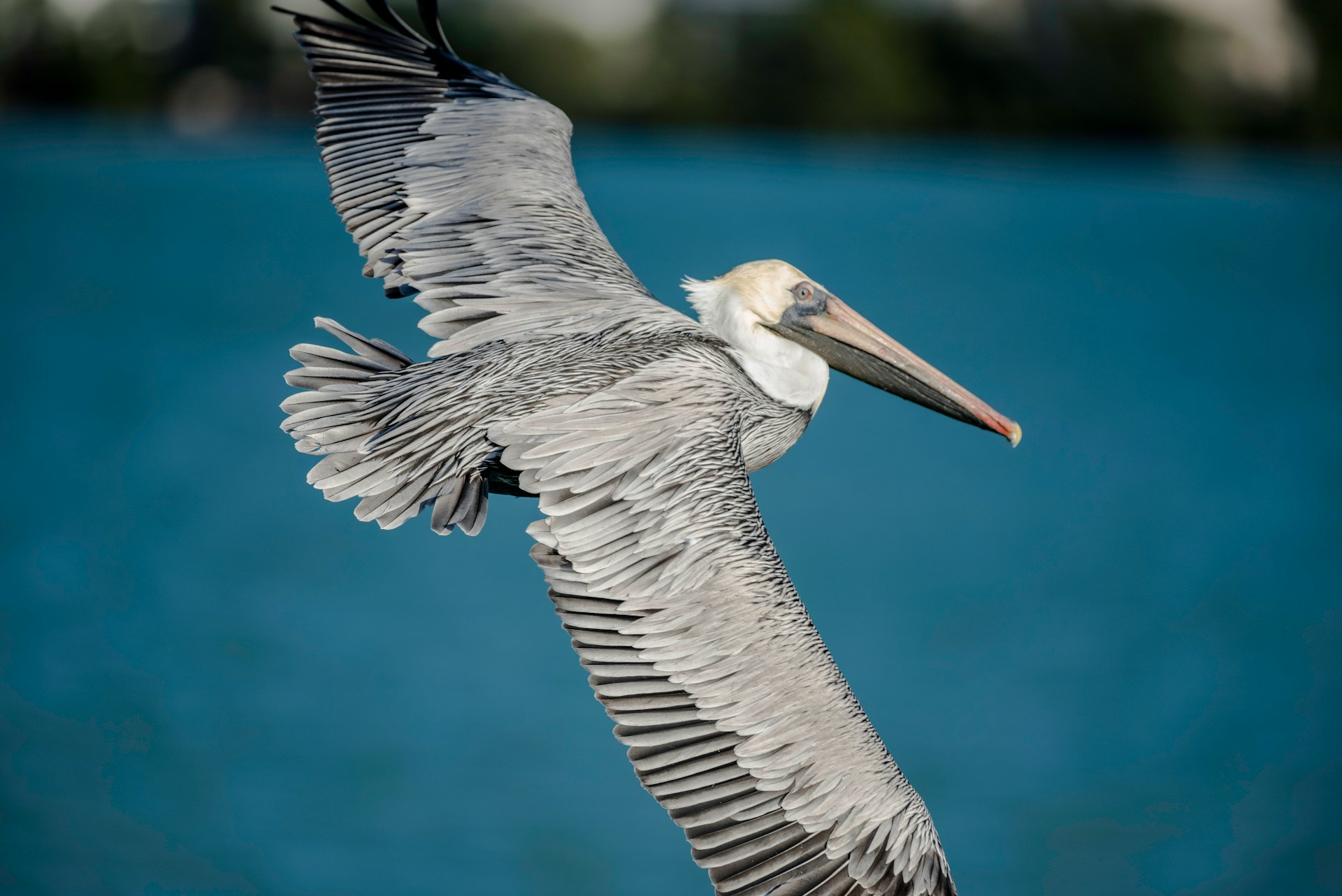 Freebird Lands