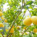 Lemon Tree