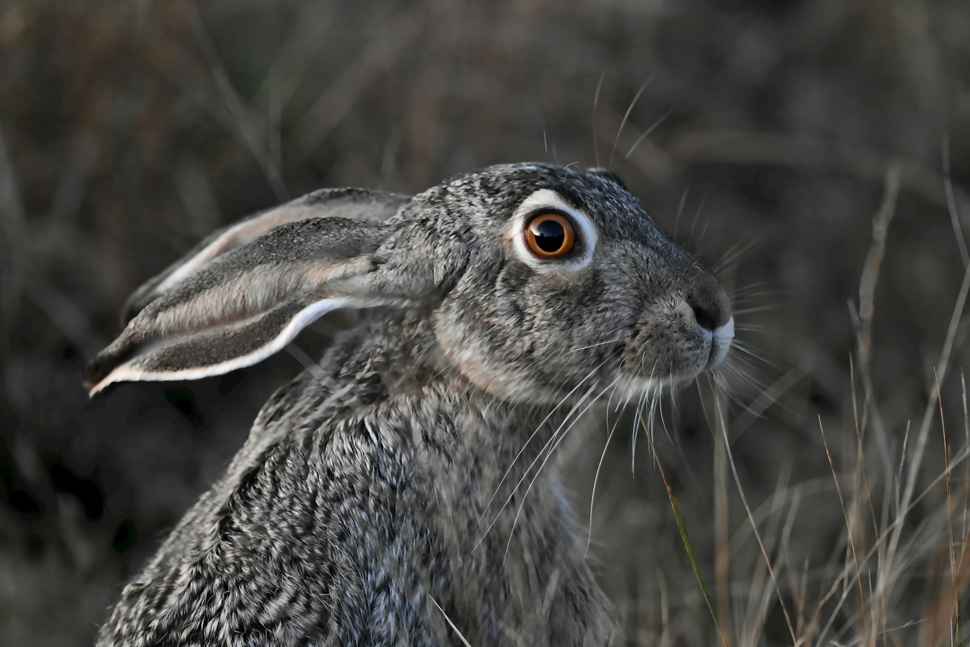 Why I Started Feeling Better About My Accent