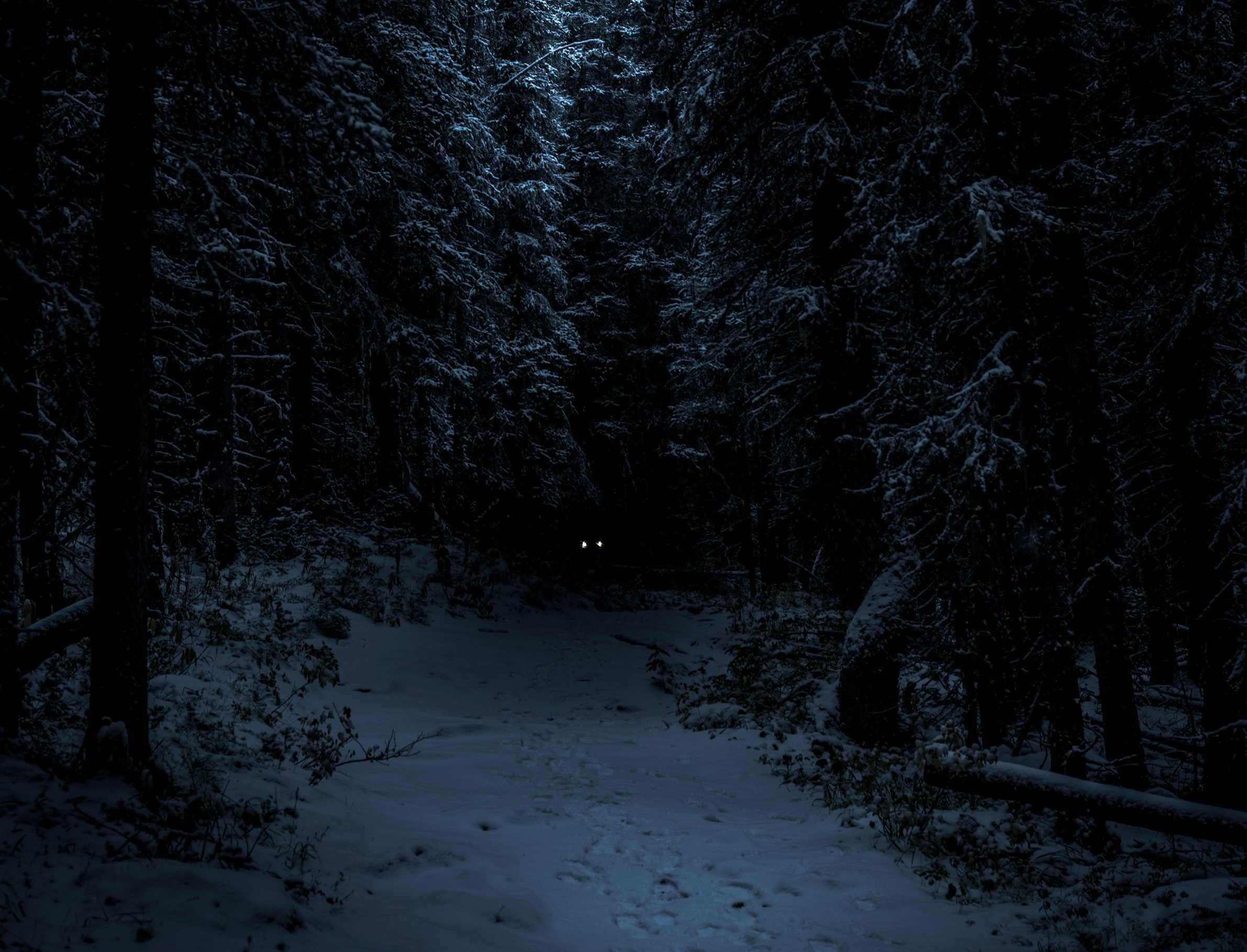 The Dark Woods