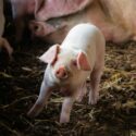 This Little Piggy