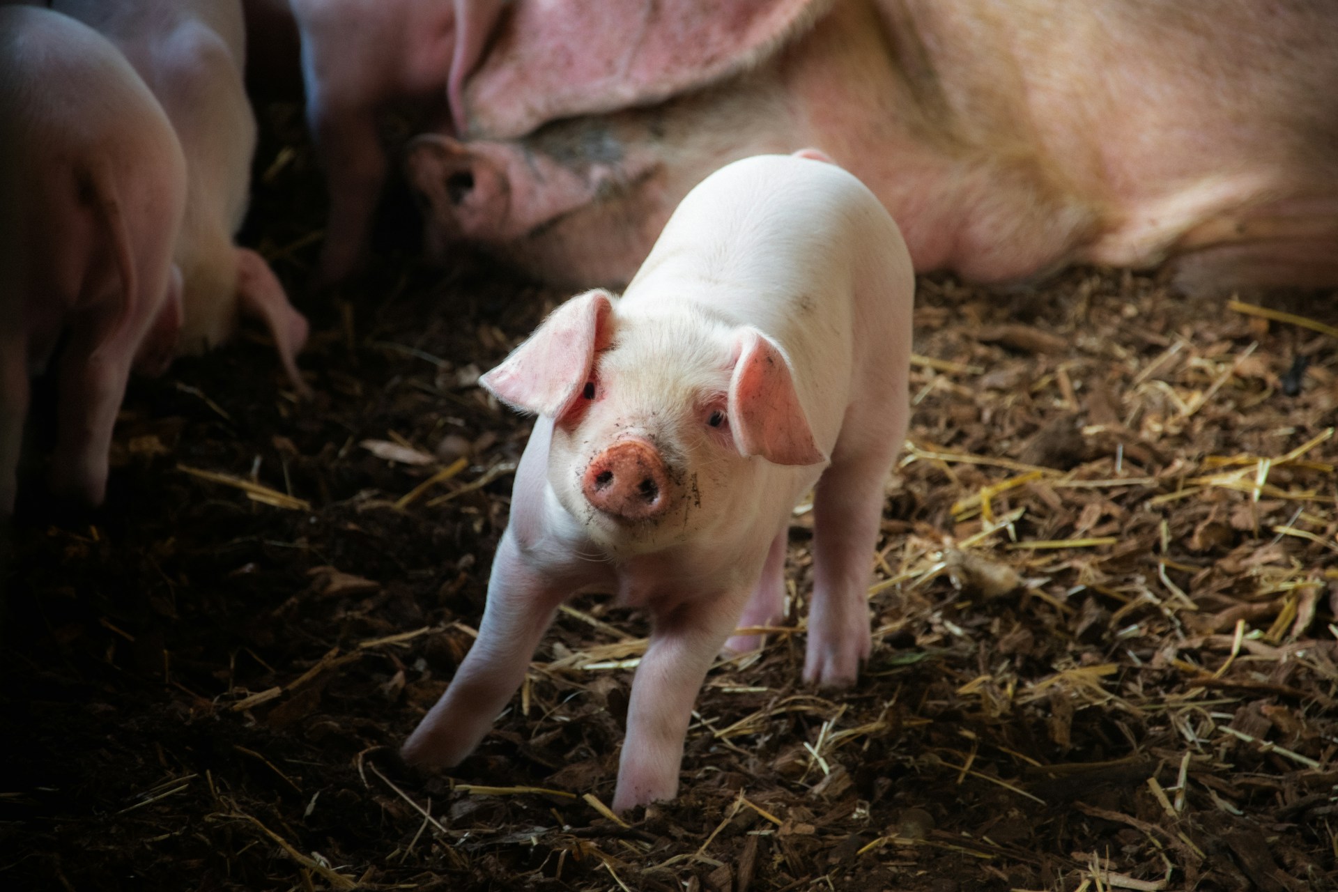 This Little Piggy
