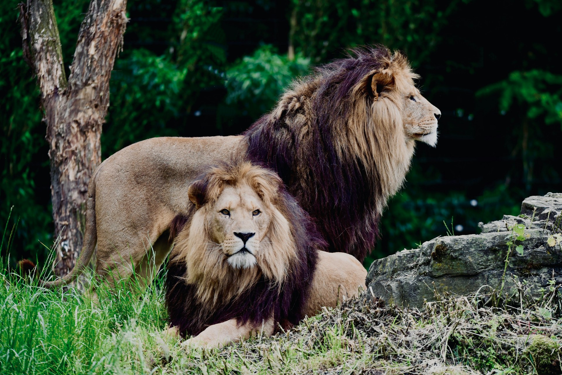 That Documentary About Lions, Again