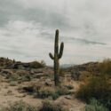 Saguaro