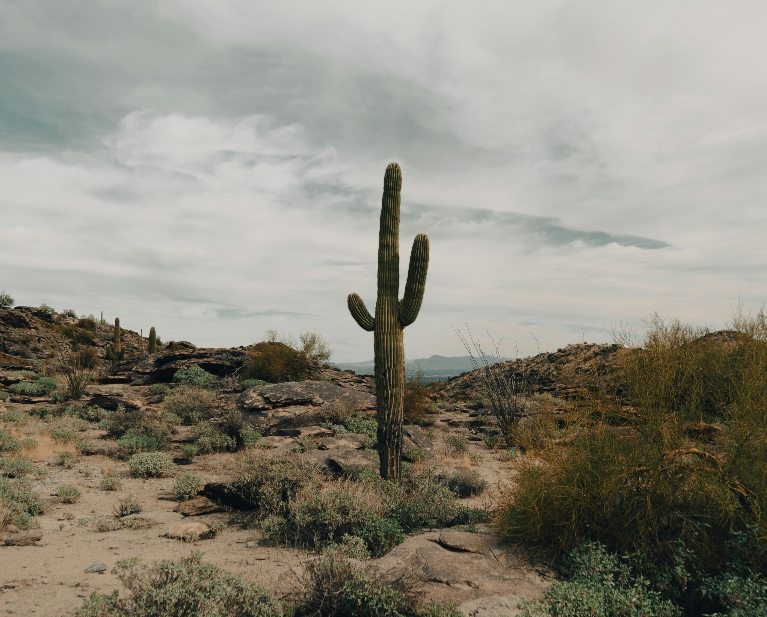 Saguaro