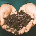 101 Worms