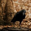 Cletus Crow
