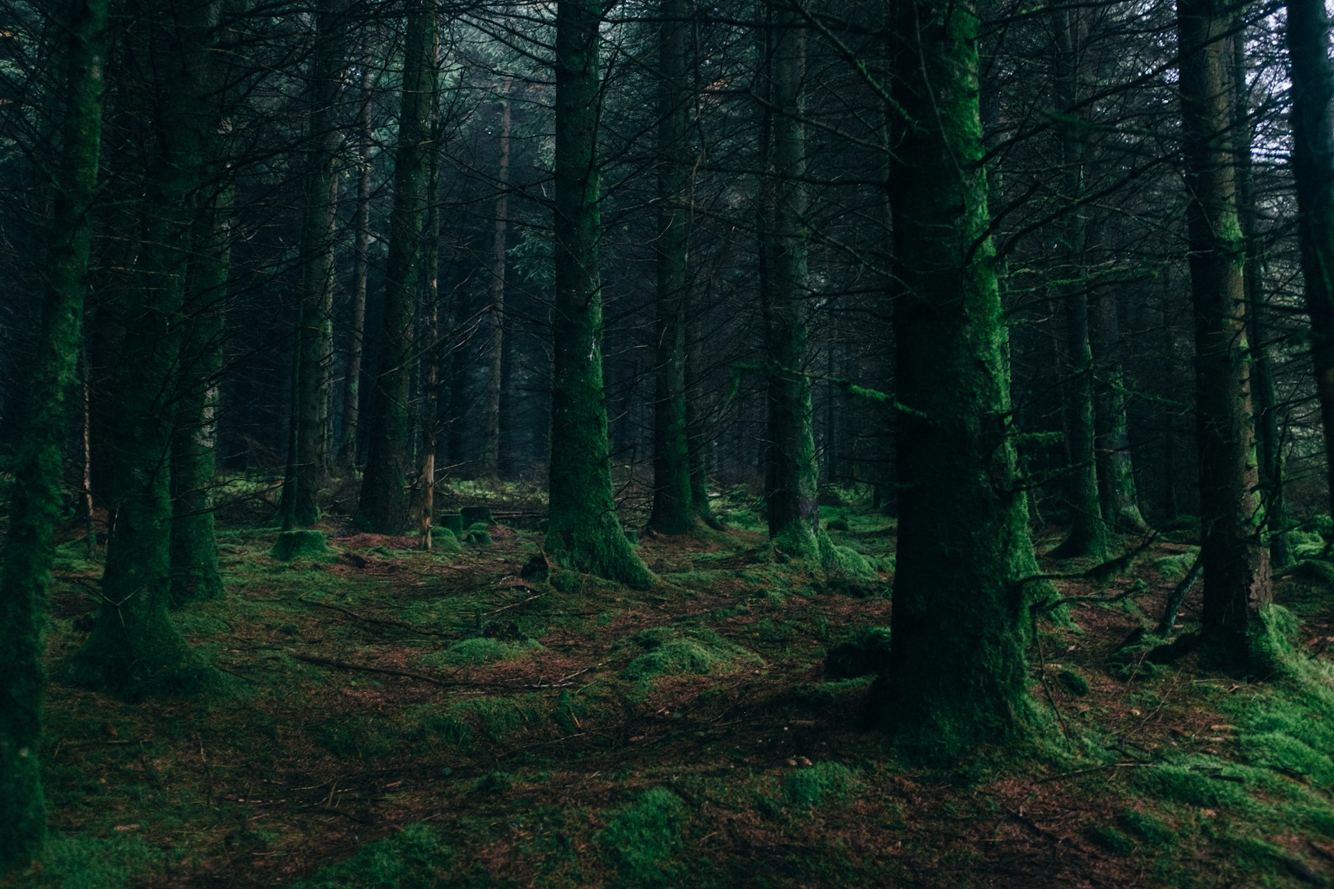 The Gremlin Forest